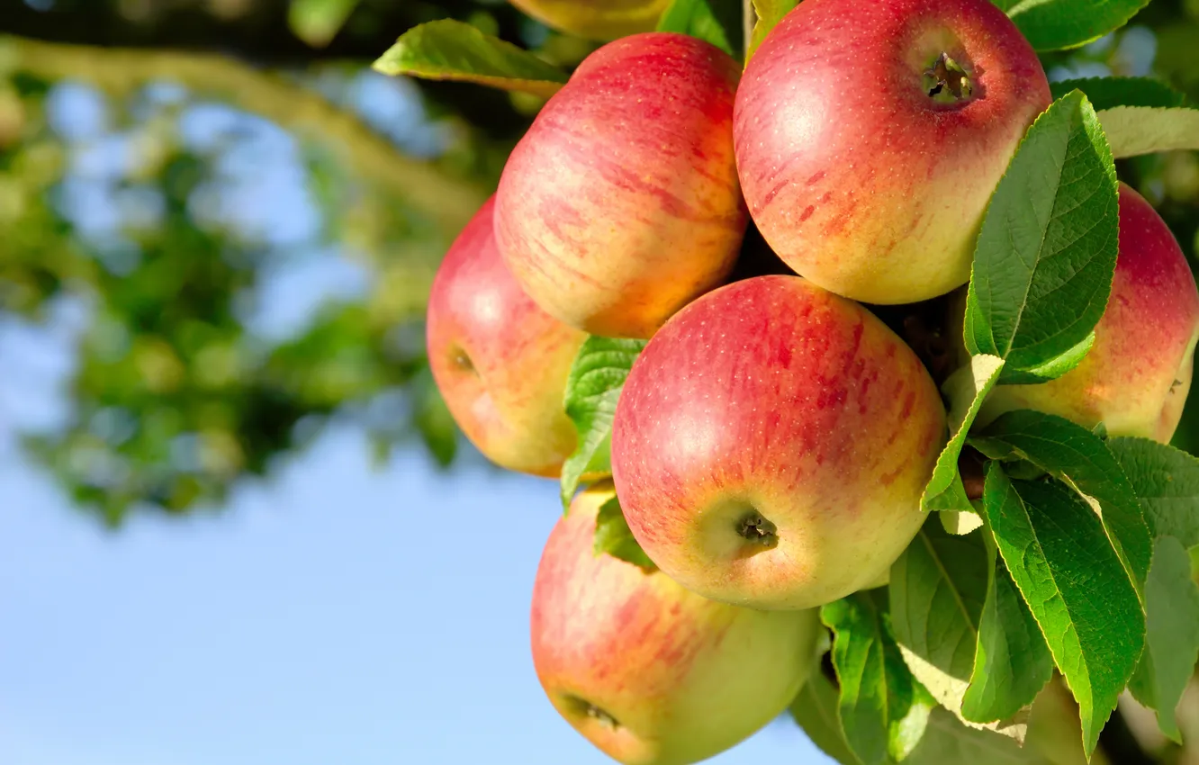 Photo wallpaper the sky, branches, apples