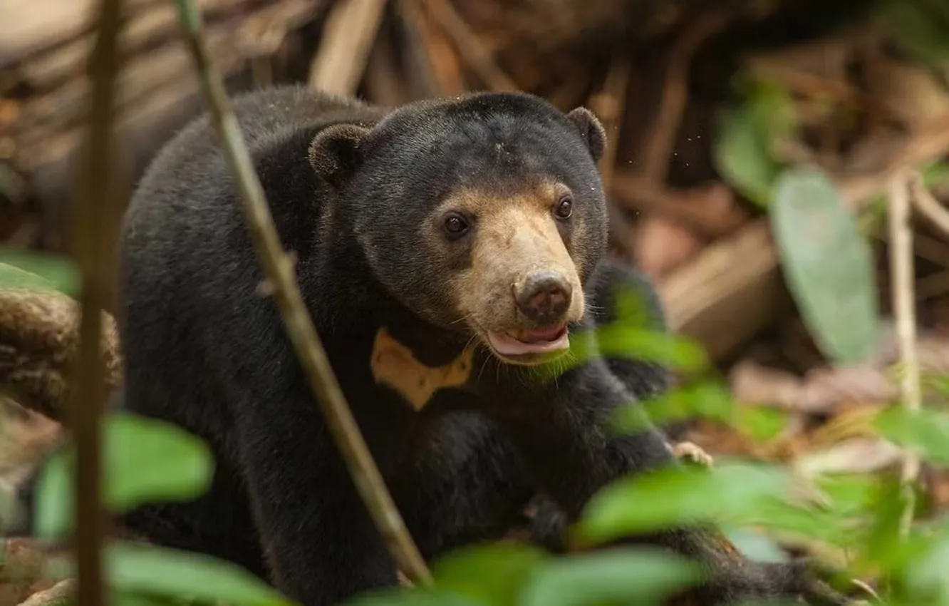 Photo wallpaper bear, animal, Helarctos Malayanus Euryspilus, Bornean Sun Bear