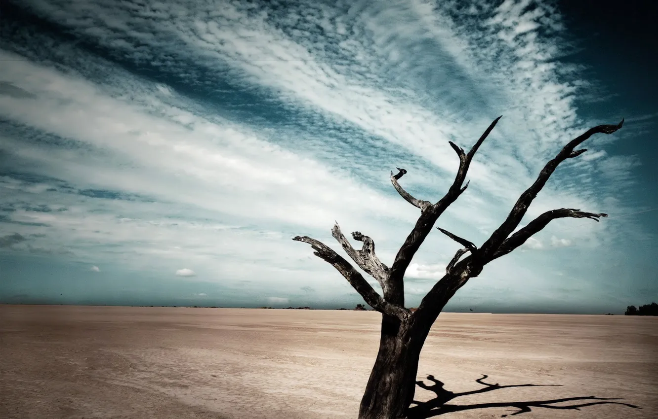 Photo wallpaper clouds, shadow, Tree