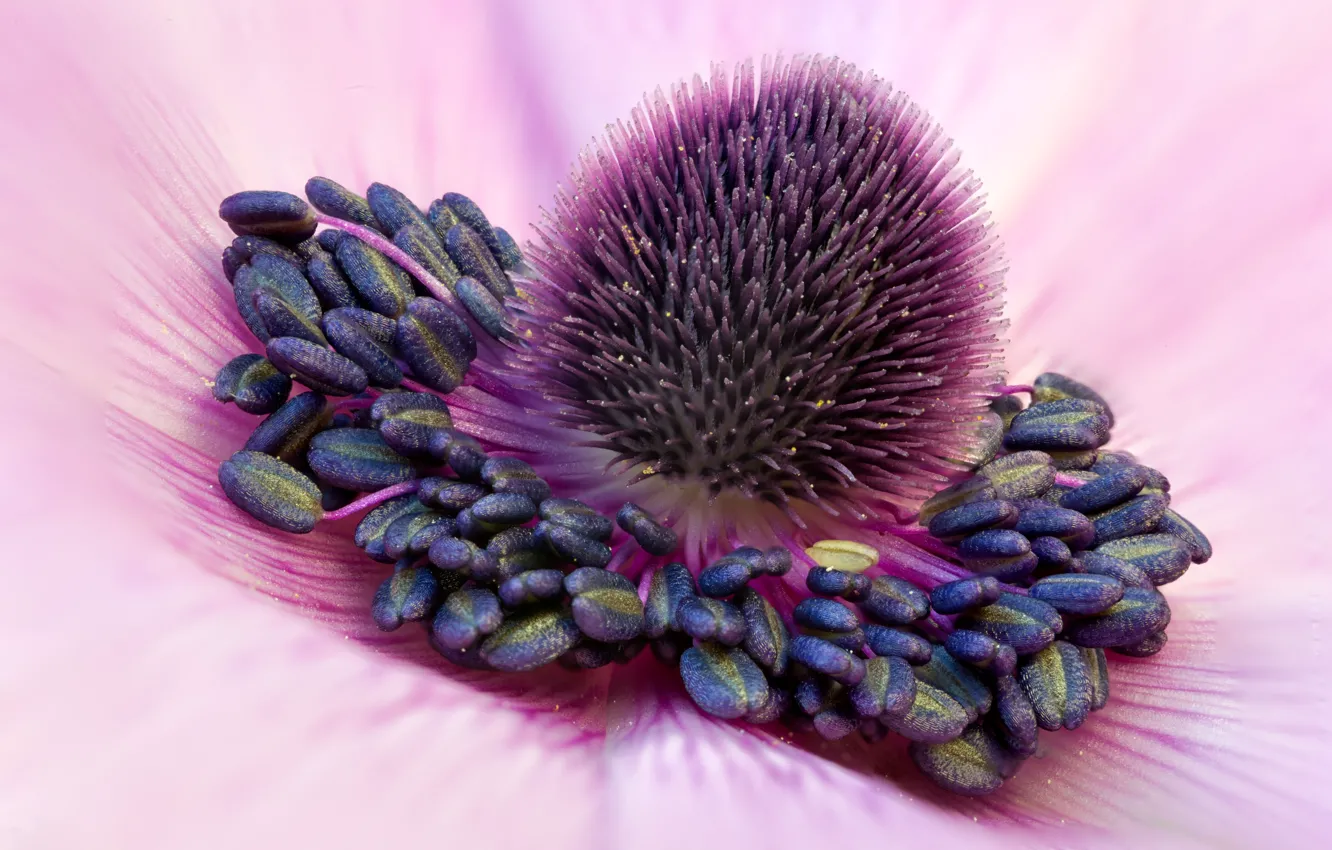Photo wallpaper flower, stamens, anthers