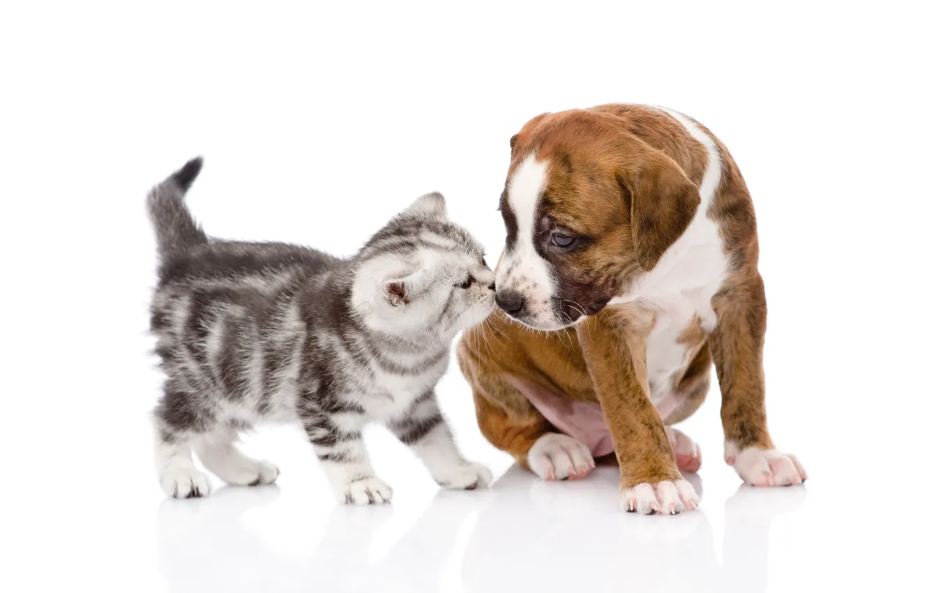 Photo wallpaper cat, look, pose, each, dog, puppy, white background, bulldog