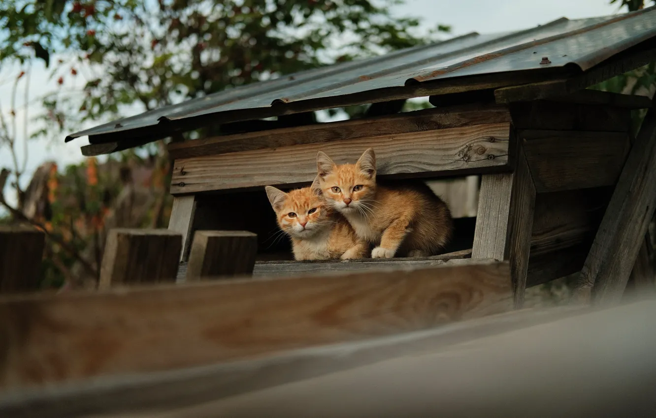Photo wallpaper roof, cat, house, red, kitty, a couple, Duo