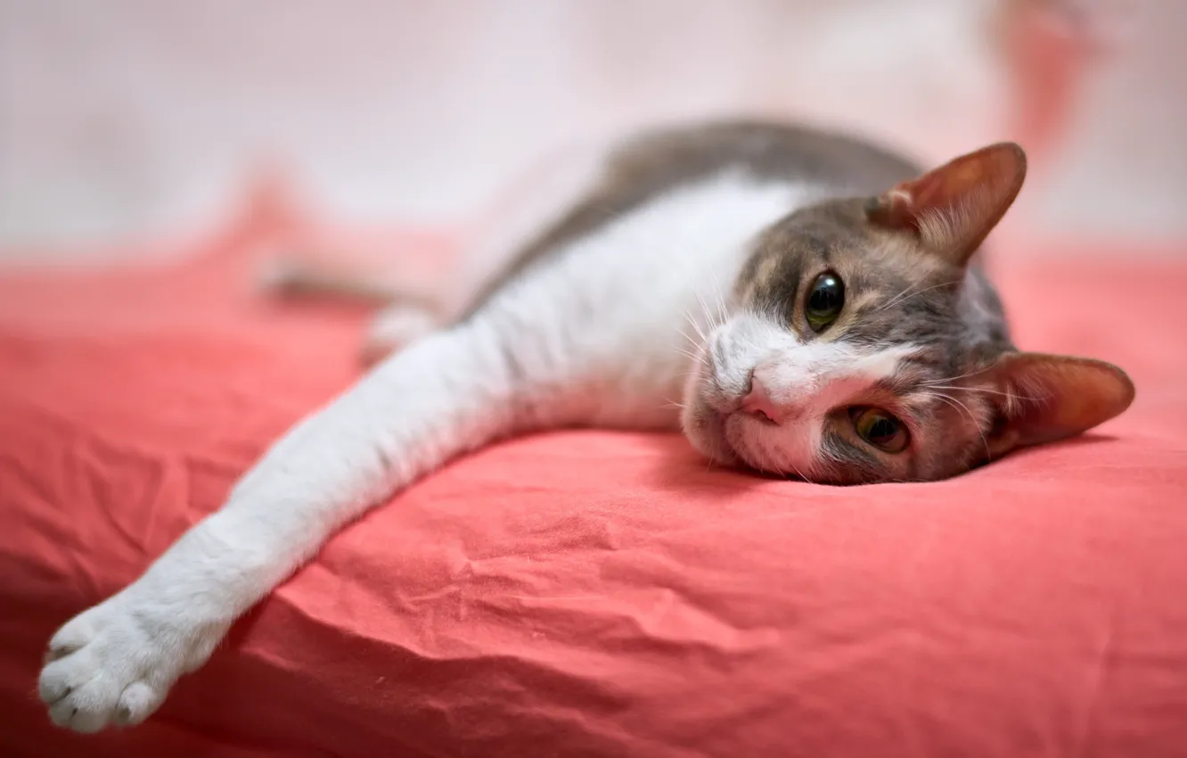 Photo wallpaper cat, cat, look, face, pose, legs, bed, lies