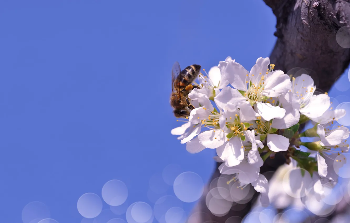Photo wallpaper the sky, macro, flowers, branches, nature, bee, spring, bokeh