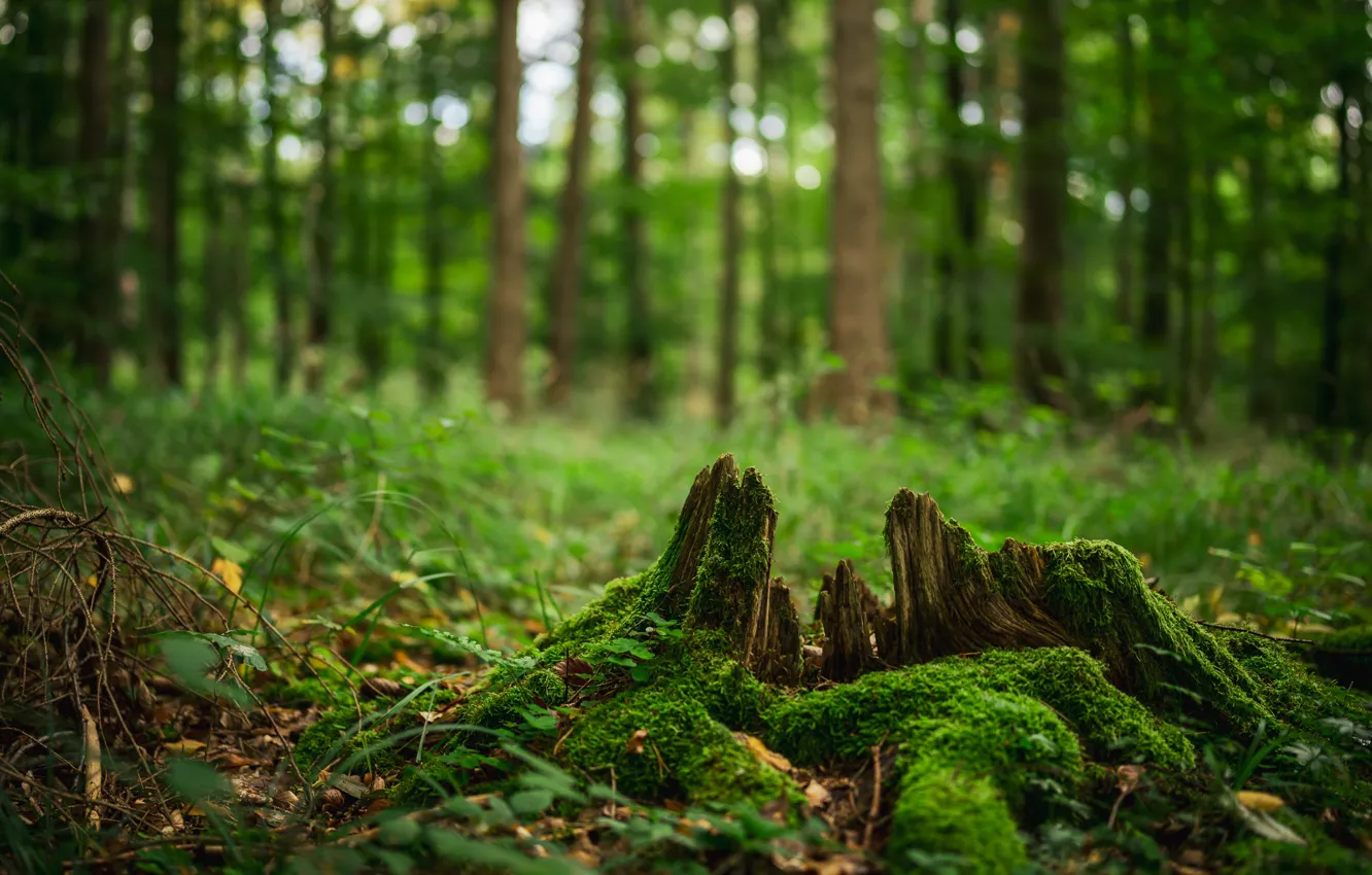 Photo wallpaper forest, trees, moss, stump