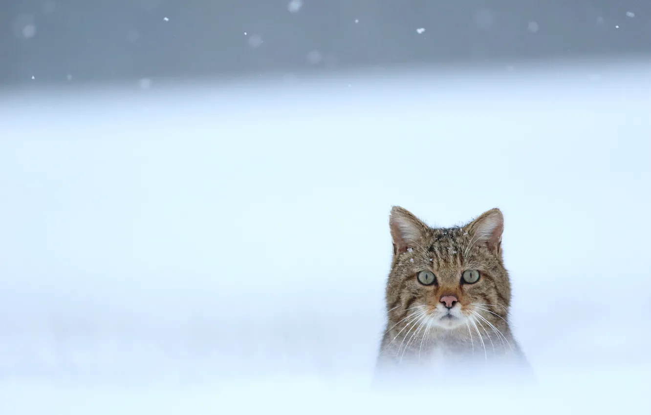 Photo wallpaper winter, snow, face, wild cat, wildcat