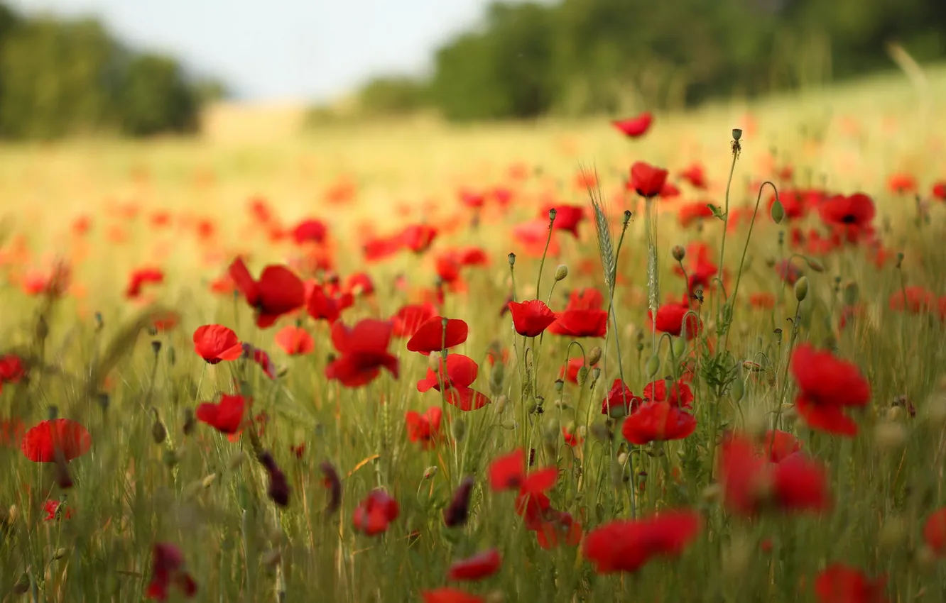 Photo wallpaper field, summer, Maki