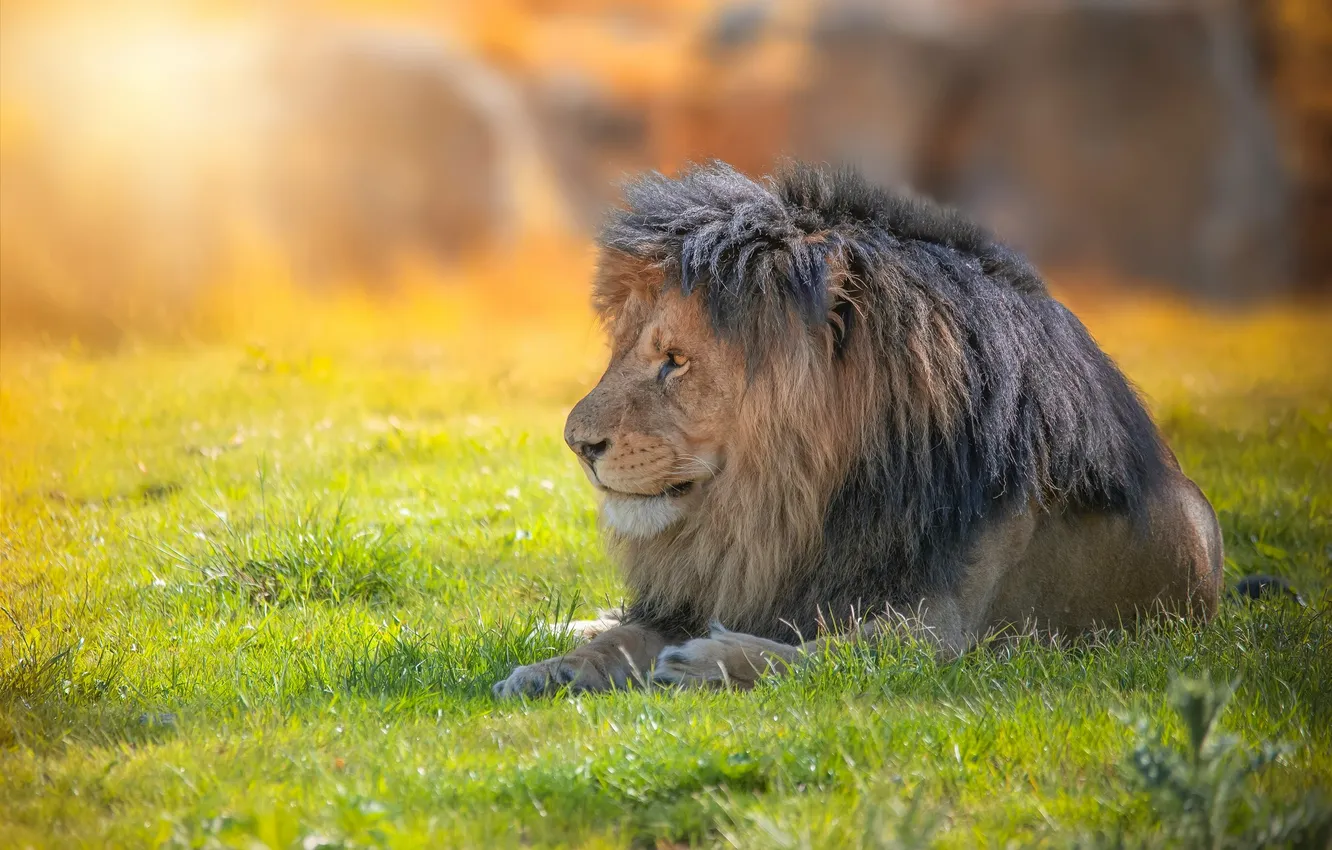 Photo wallpaper green, lion, sun, rest, depth field