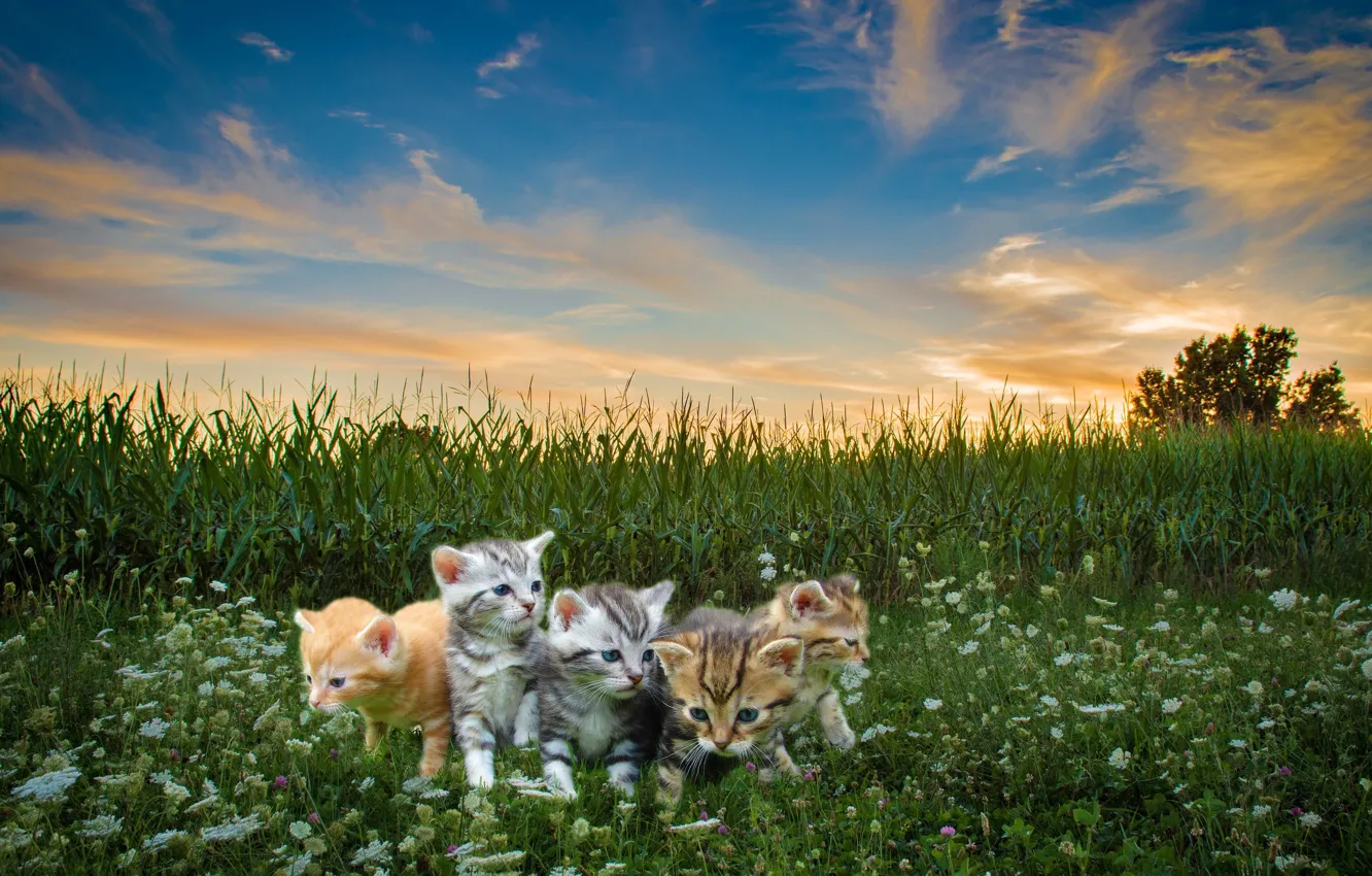 Photo wallpaper field, kids, cats, meow, blue sky, Pets, the grass is high, little kittens