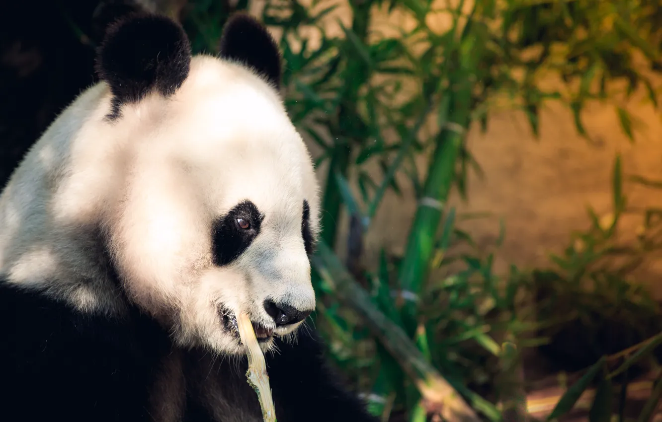 Photo wallpaper face, leaves, light, branches, bamboo, bear, Panda, escape