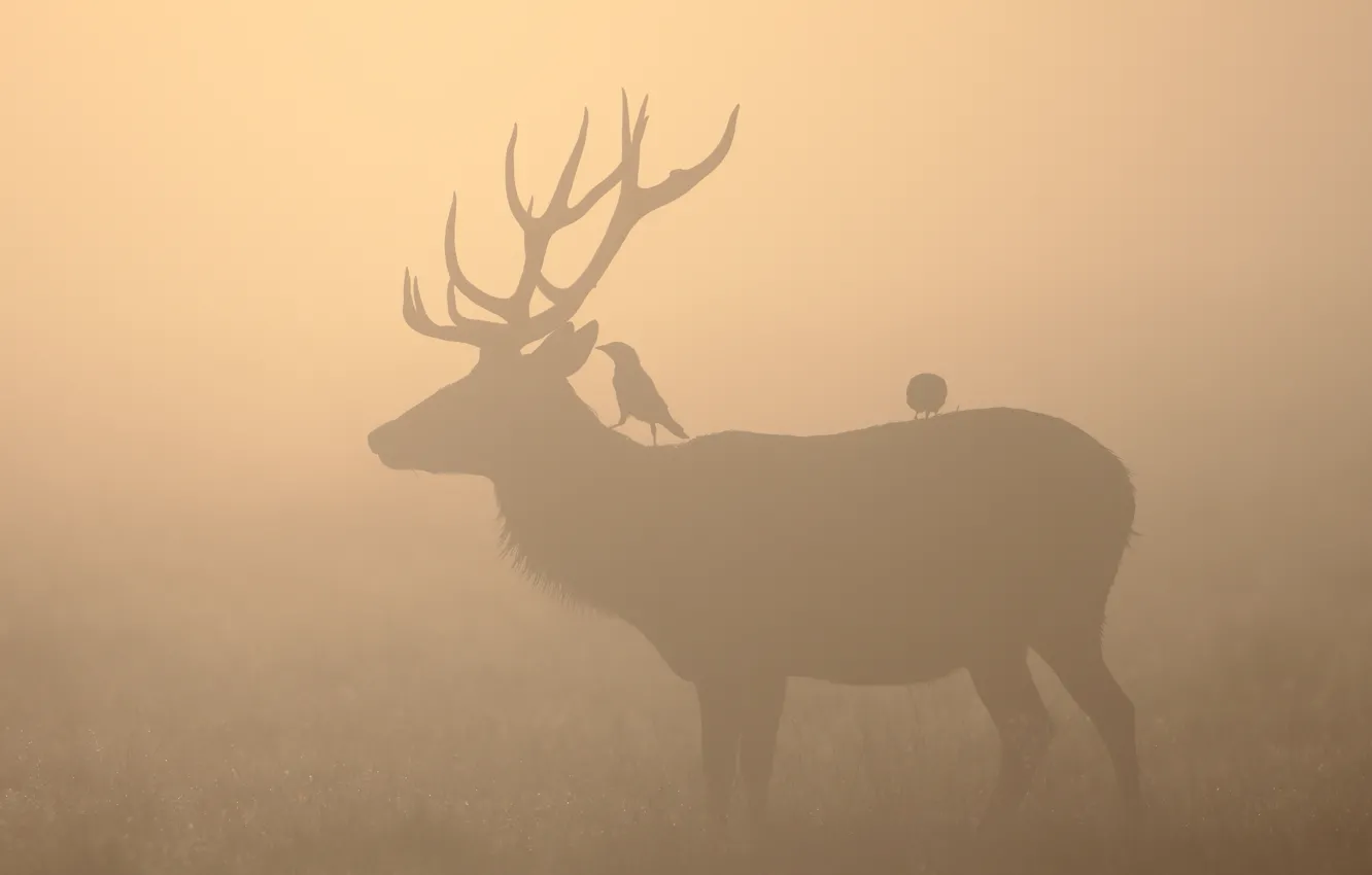 Photo wallpaper fog, bird, deer