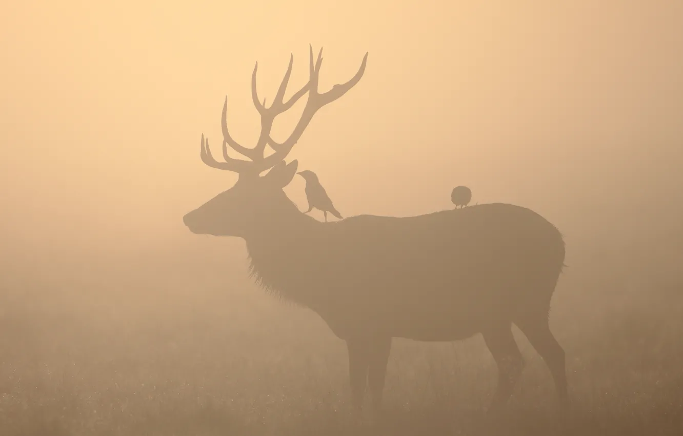 Photo wallpaper birds, fog, deer