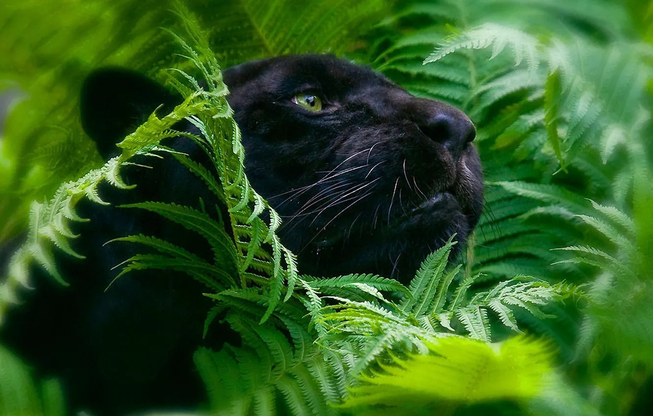 Photo wallpaper foliage, Panther, big cats