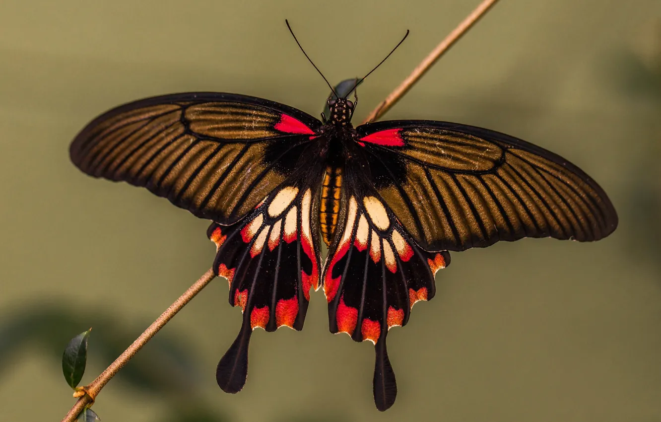Photo wallpaper butterfly, wings, moth, Sailboat xut