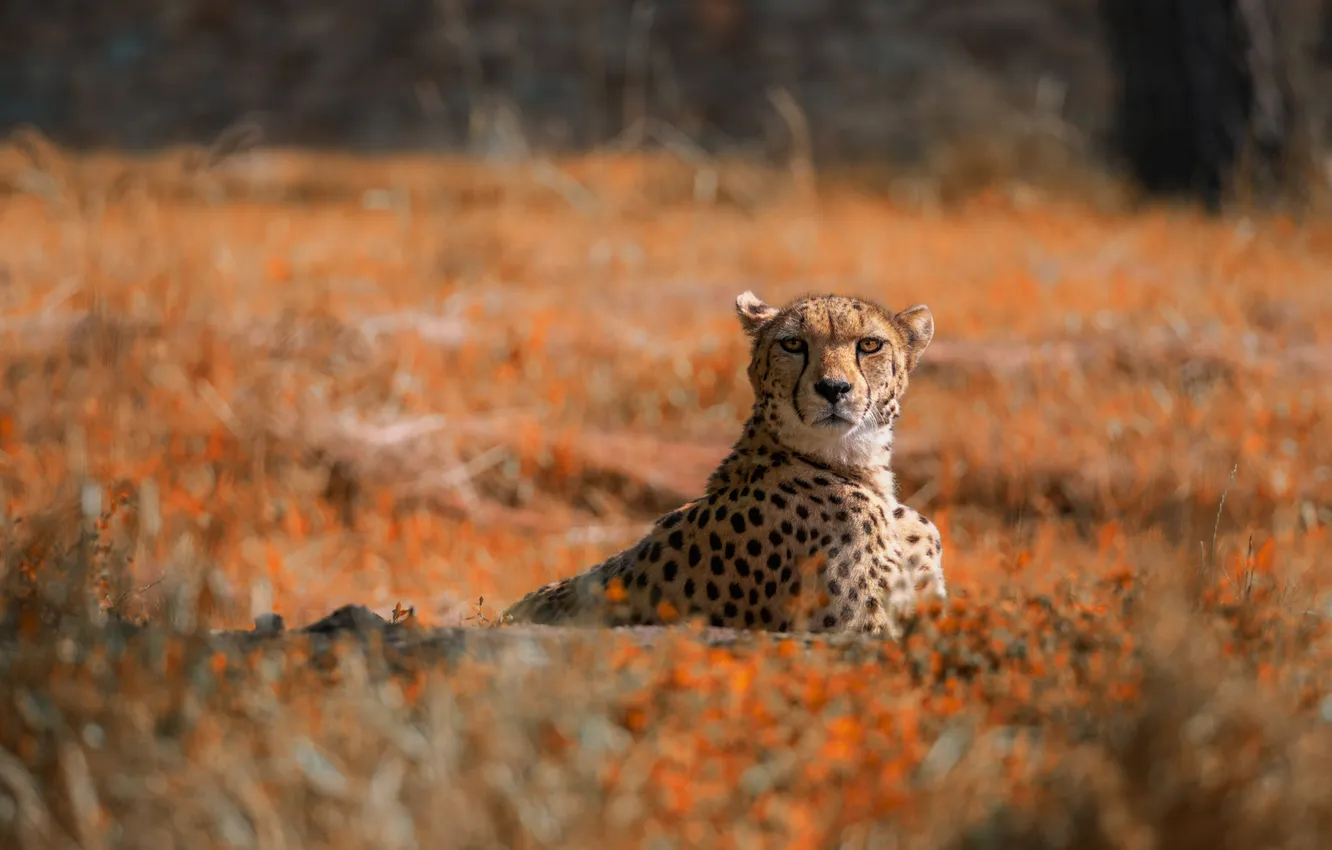 Photo wallpaper field, look, treatment, Cheetah, bokeh