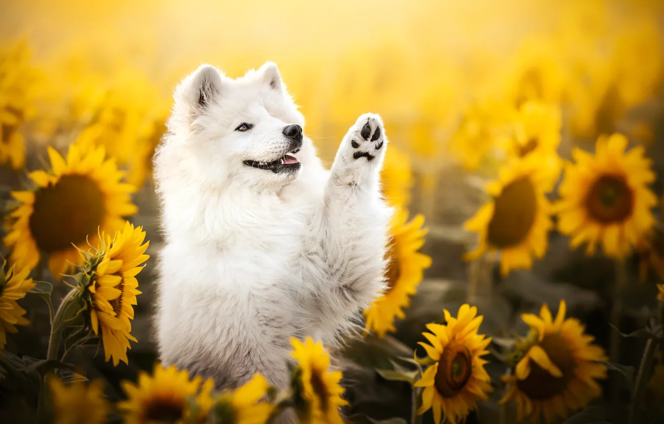 Photo wallpaper sunflowers, paw, dog, Samoyed