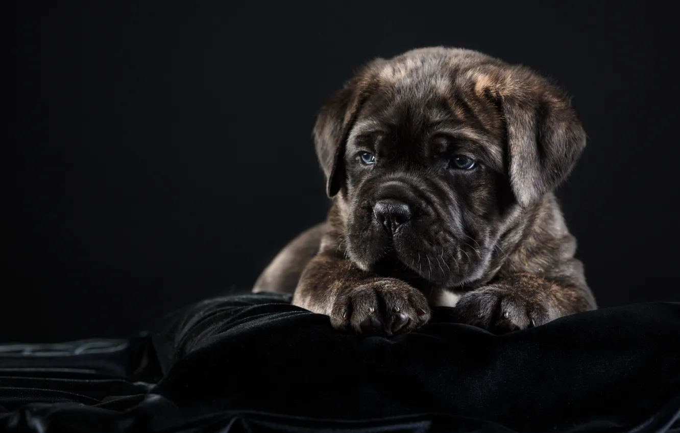 Photo wallpaper puppy, breed, cane Corso