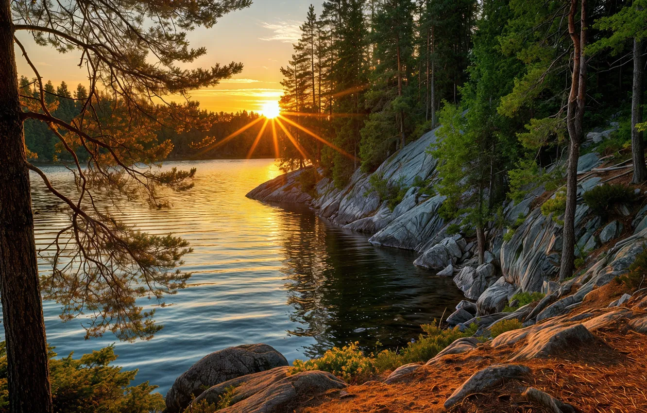 Photo wallpaper forest, the sun, sunset, branches, rocks, shore, ate, pond