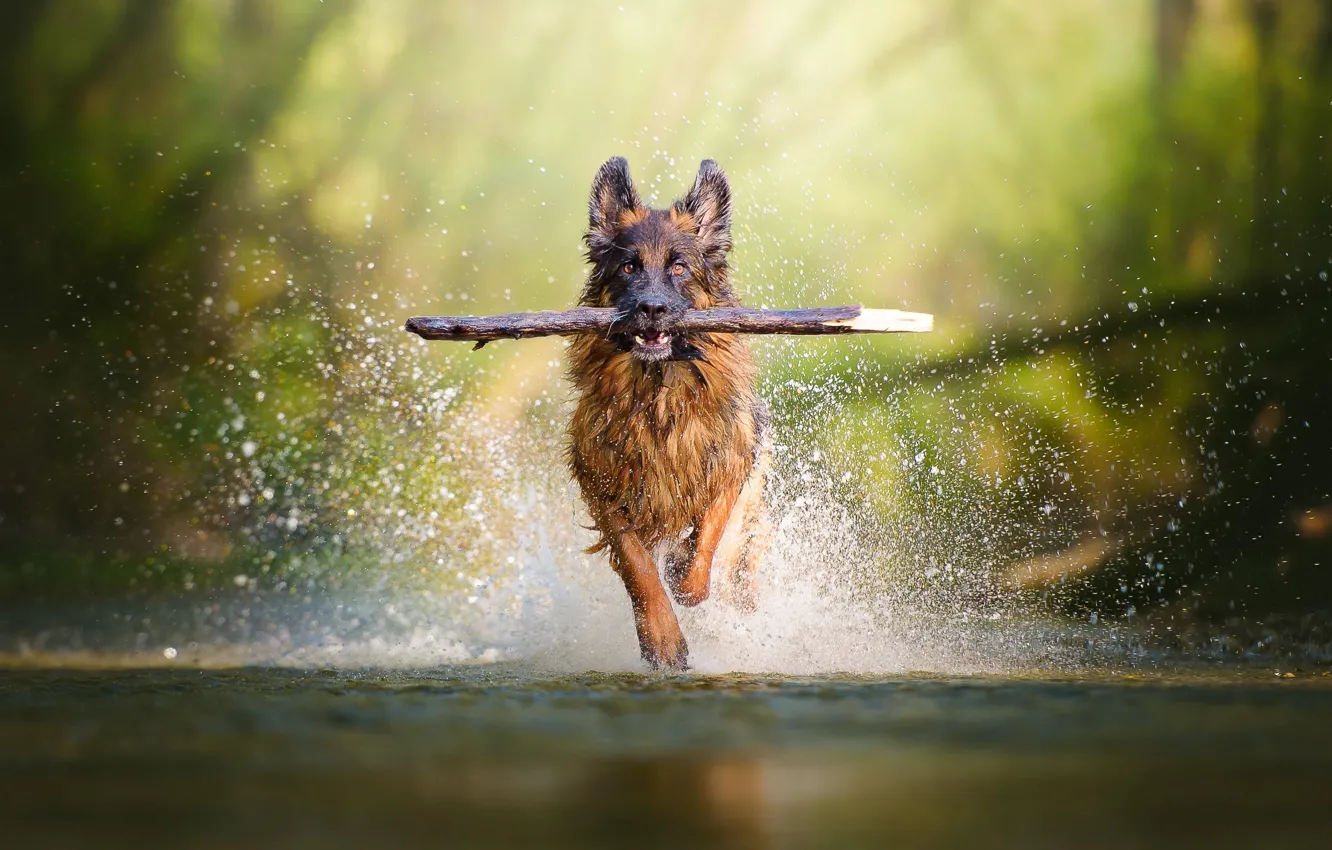Photo wallpaper water, squirt, each, dog, running, stick, shepherd