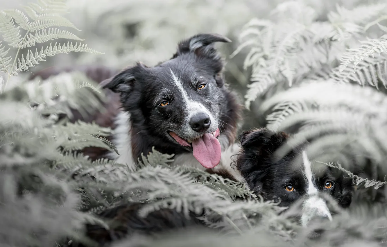 Photo wallpaper dogs, thickets, two, pair, fern, muzzle, the border collie