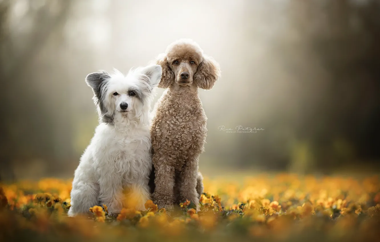 Photo wallpaper dogs, nature, background