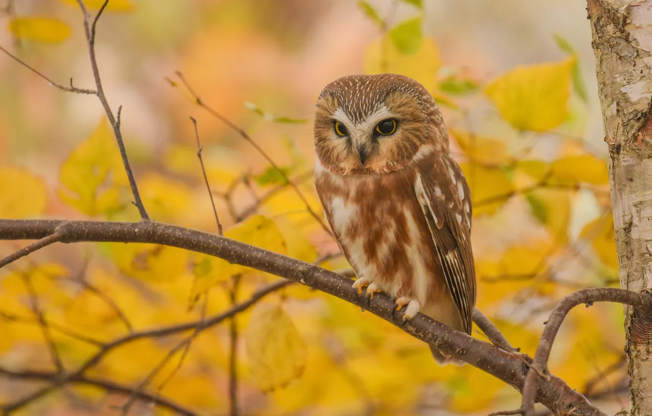 Photo wallpaper autumn, look, leaves, branches, yellow, nature, background, owl