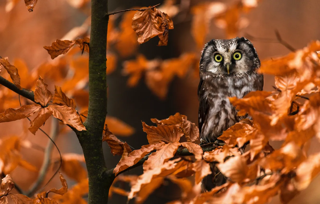 Photo wallpaper autumn, leaves, branches, owl, bird, owl