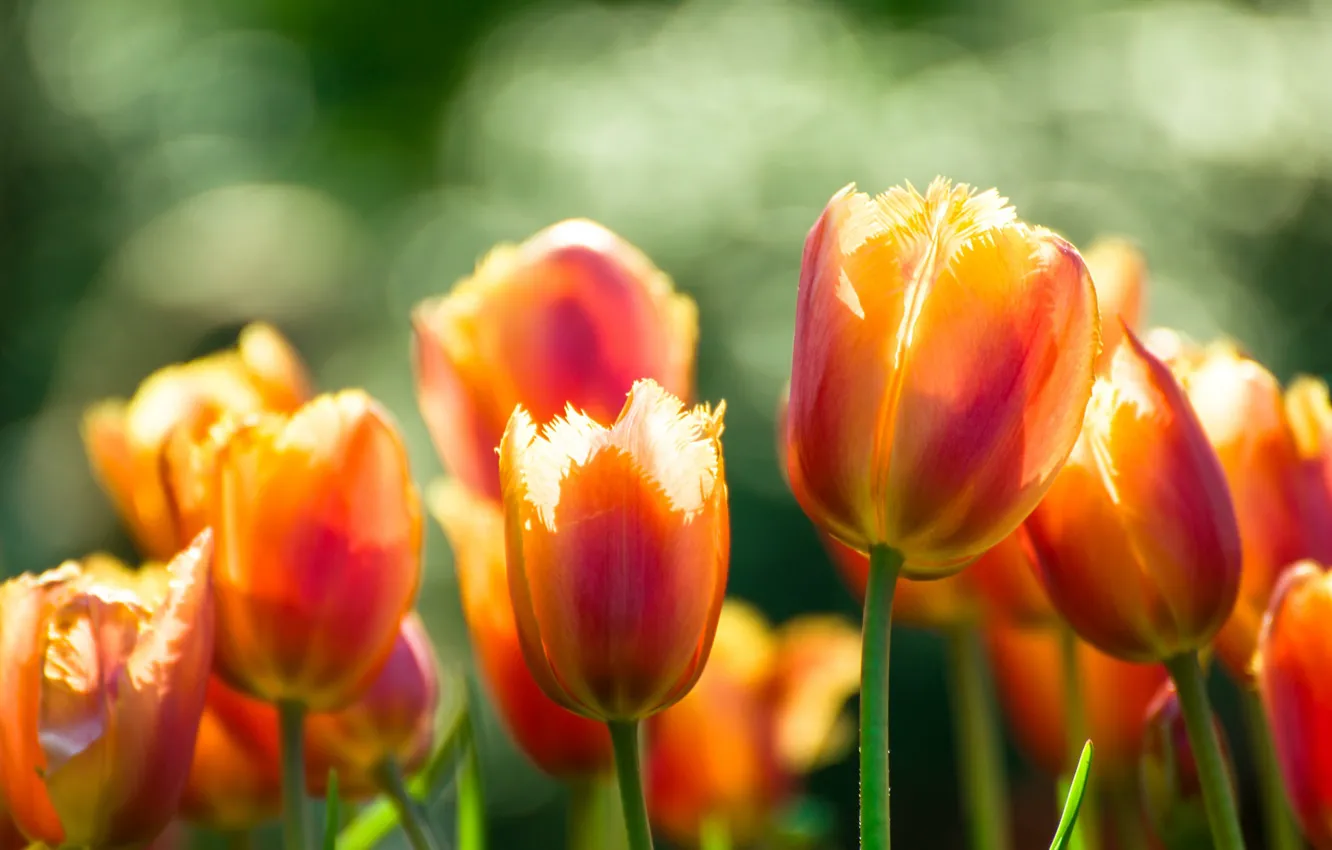 Photo wallpaper orange, tulips, buds