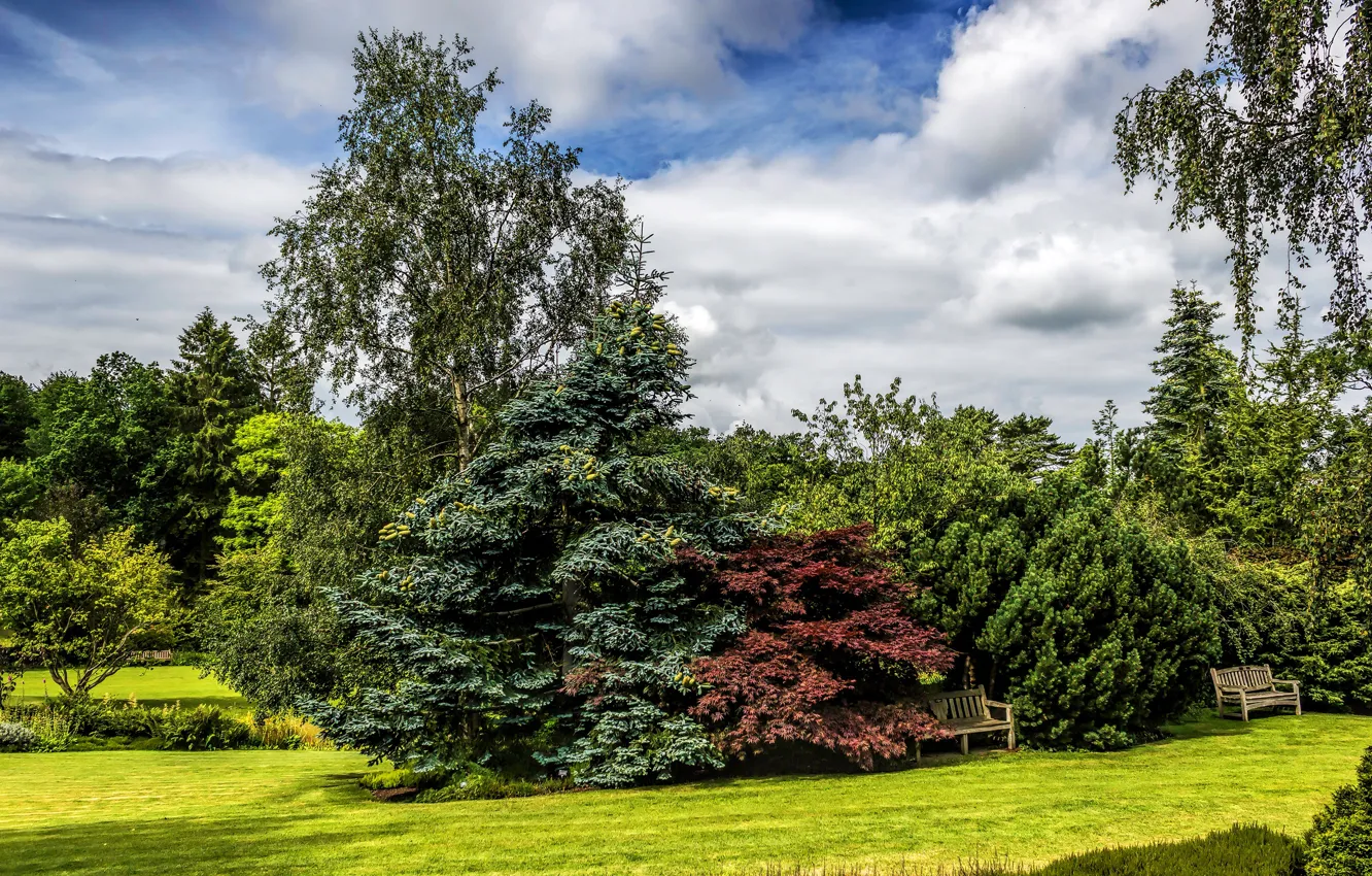 Photo wallpaper greens, the sky, grass, the sun, clouds, trees, bench, Park