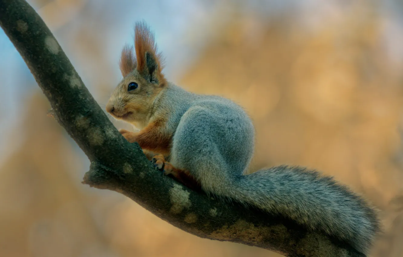 Photo wallpaper branches, nature, animal, protein, animal, rodent, Alexander Plekhanov