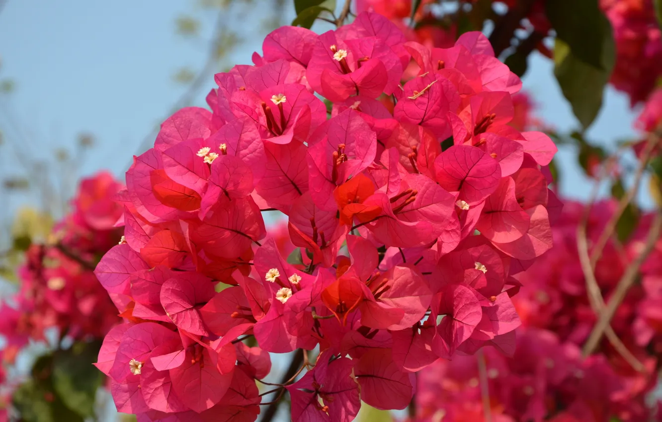 Photo wallpaper summer, nature, sprig, beautiful, flowers