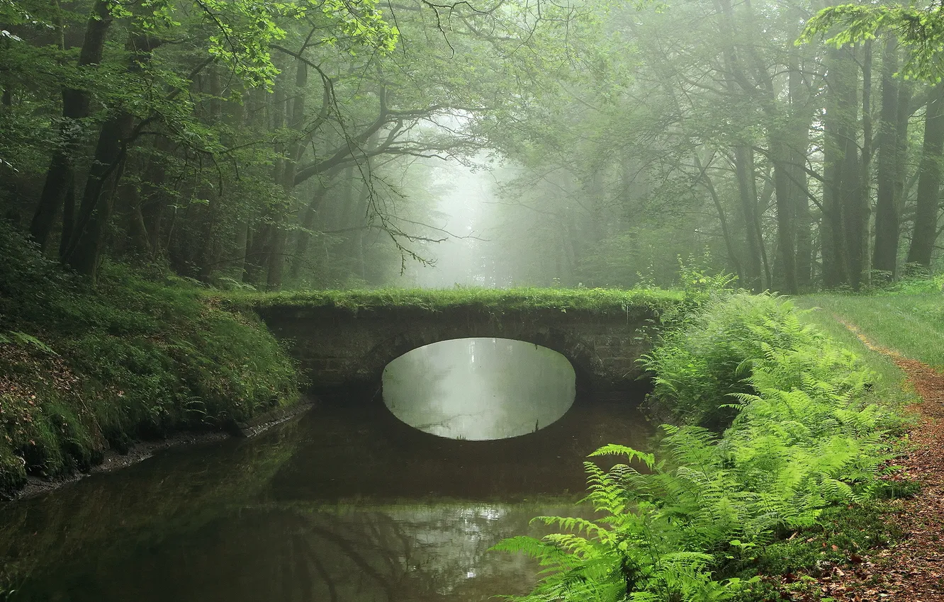 Photo wallpaper forest, landscape, bridge