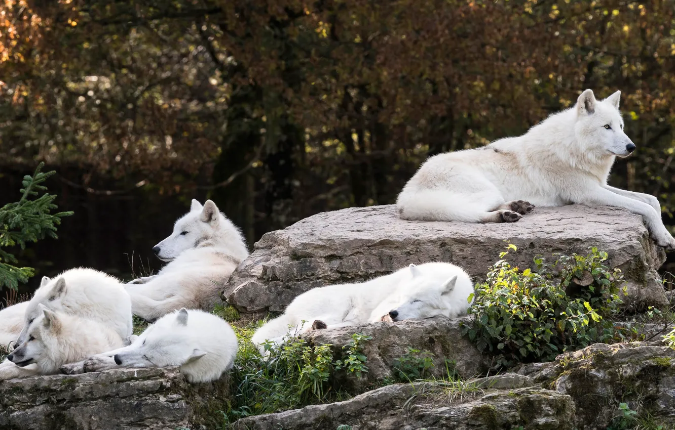 Photo wallpaper white, trees, nature, stones, stay, wolf, sleep, pack