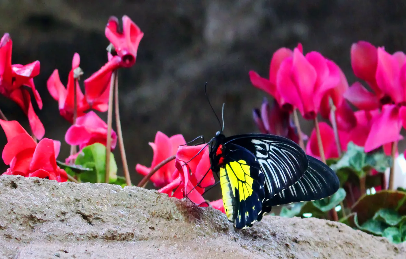 Photo wallpaper macro, flowers, nature, butterfly, beautiful, sitting, tropical