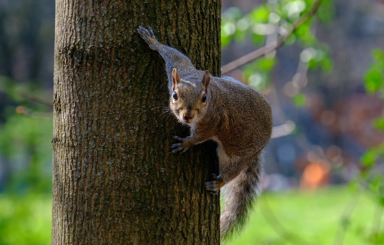 Photo wallpaper trees, protein, baggage