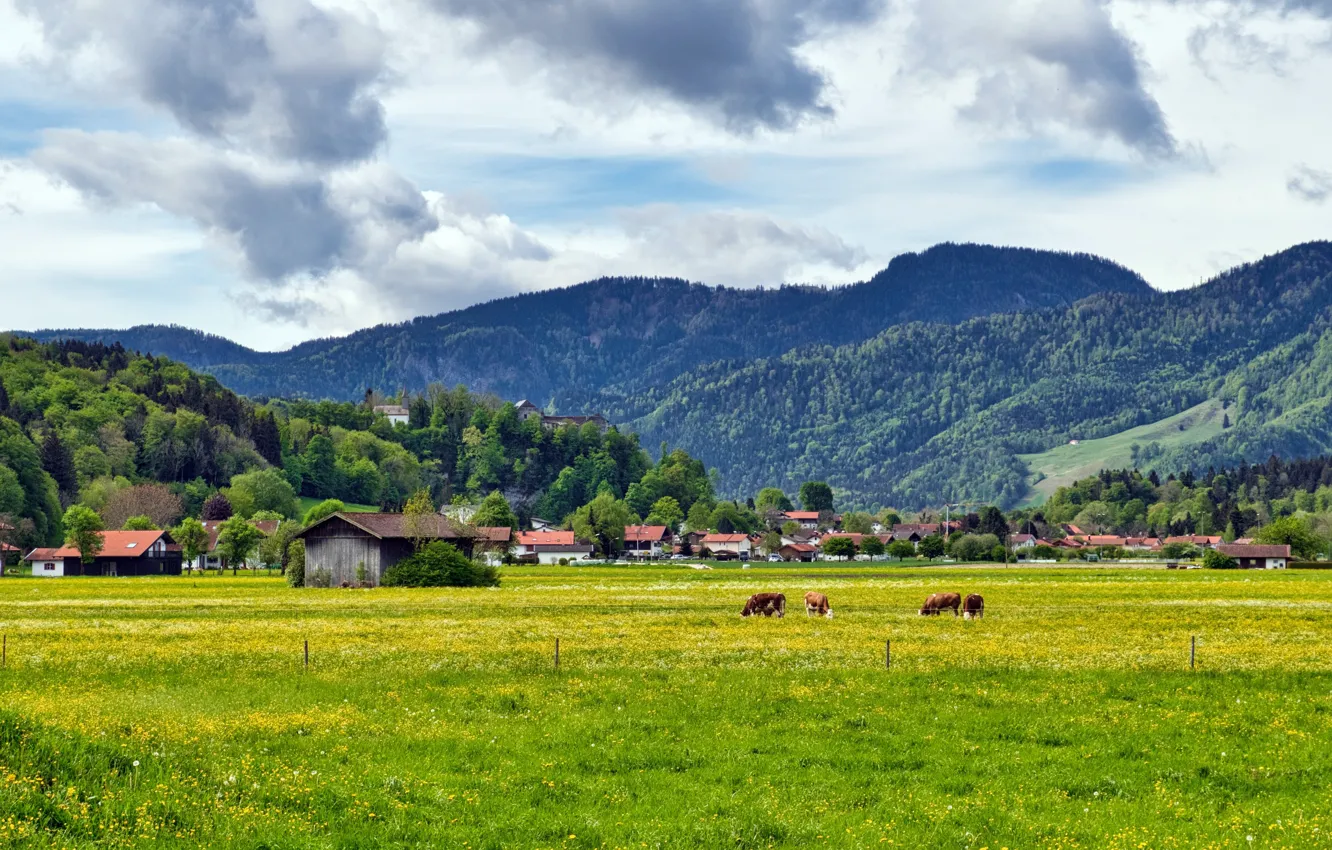 Photo wallpaper mountains, Germany, cows, Bayern, meadow, Rosenheim, Aschau im Chiemgau