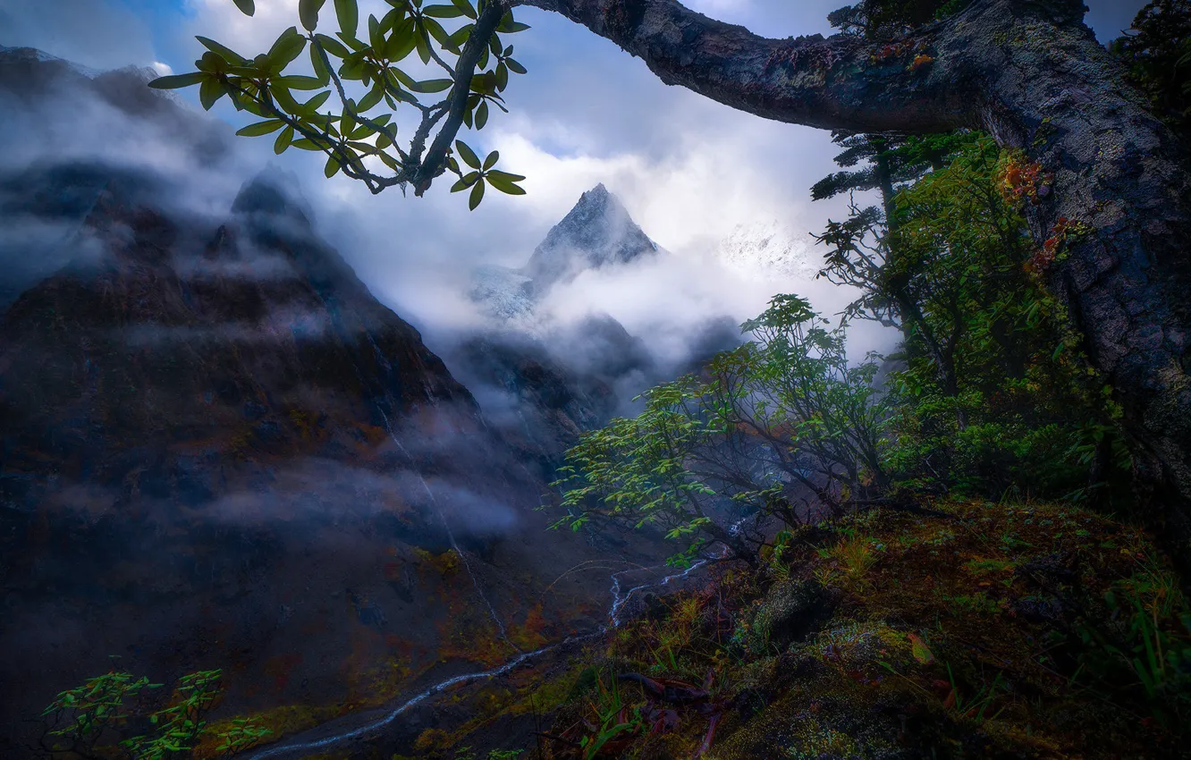 Photo wallpaper leaves, trees, mountains, branches, fog, tops, height, slope