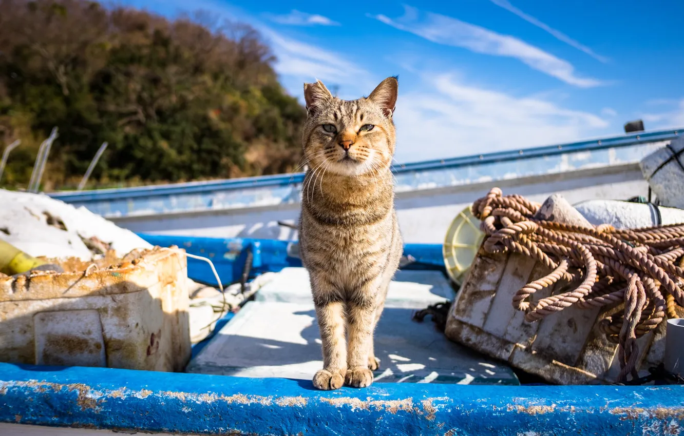 Photo wallpaper cat, look, boat, ear