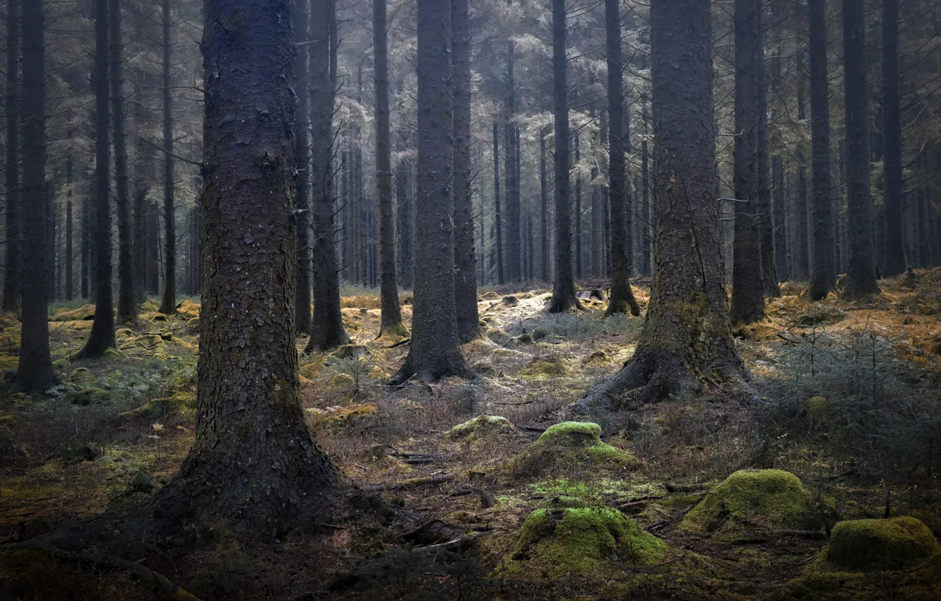 Photo wallpaper autumn, forest, nature