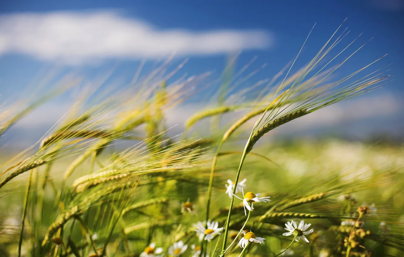 Photo wallpaper field, the wind, chamomile, Summer, spikelets