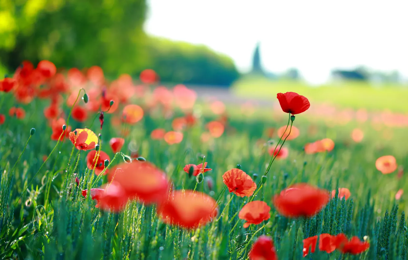 Photo wallpaper summer, nature, Maki