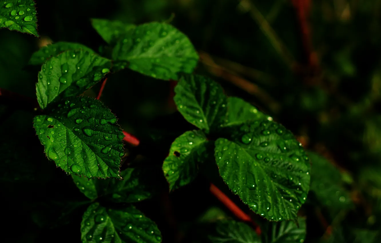 Photo wallpaper green, dark, nature, leaf