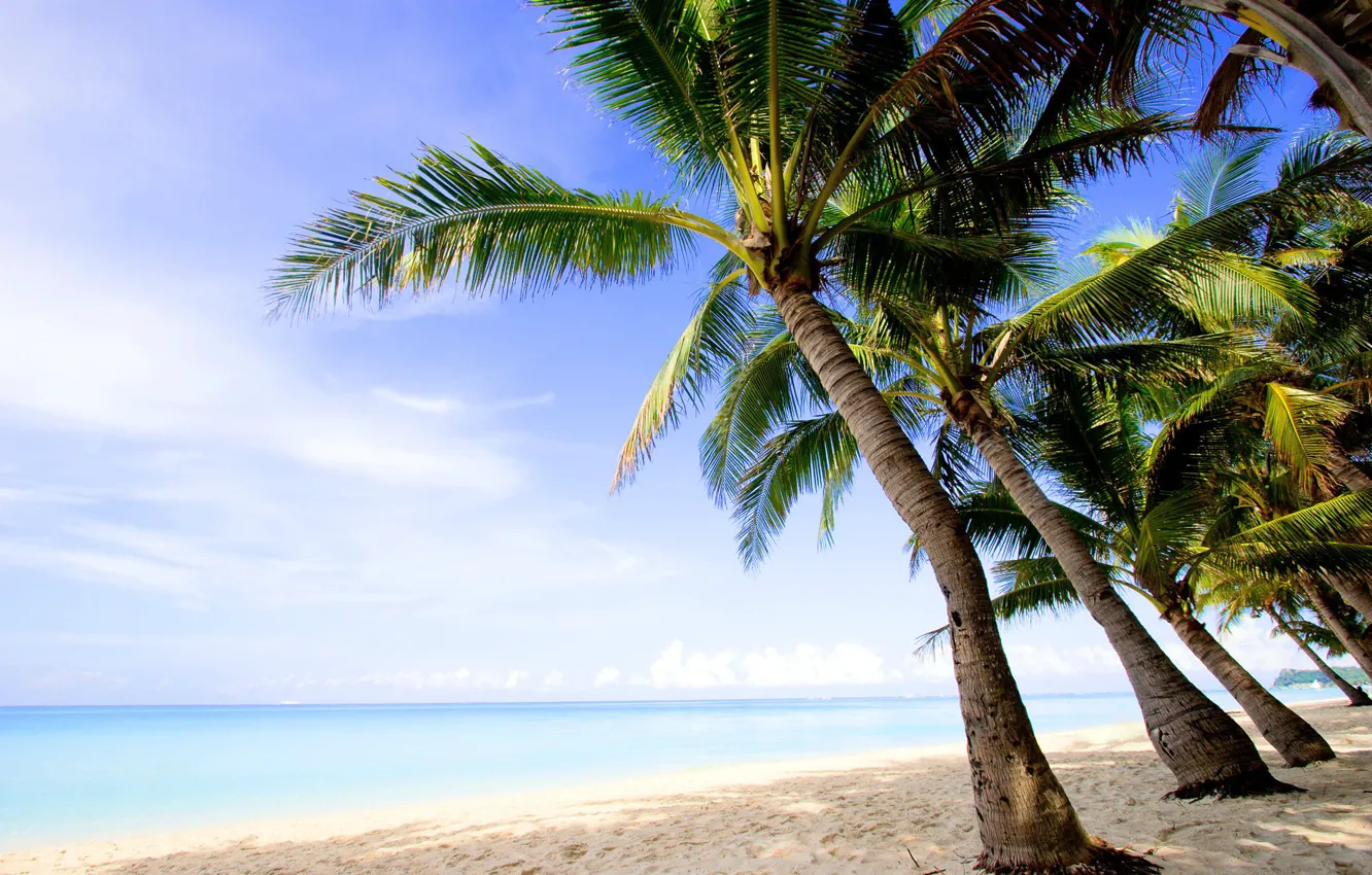 Photo wallpaper sand, beach, summer, water, trees, palm trees, landscapes