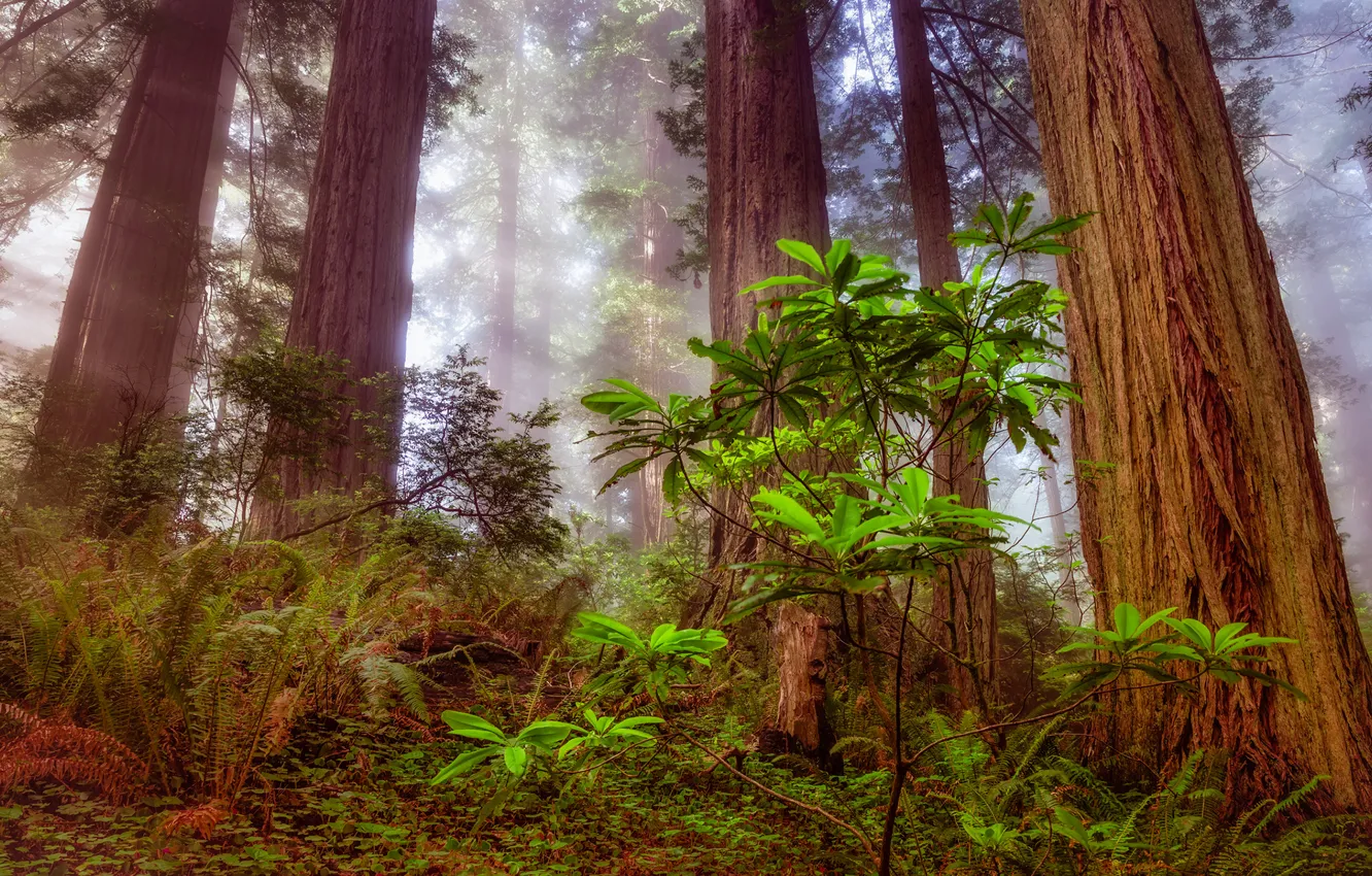 Photo wallpaper forest, tree, sequoia, redwood