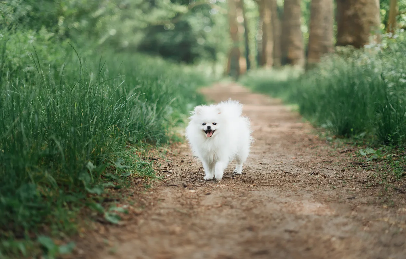 Photo wallpaper look, pose, dog, face, Spitz