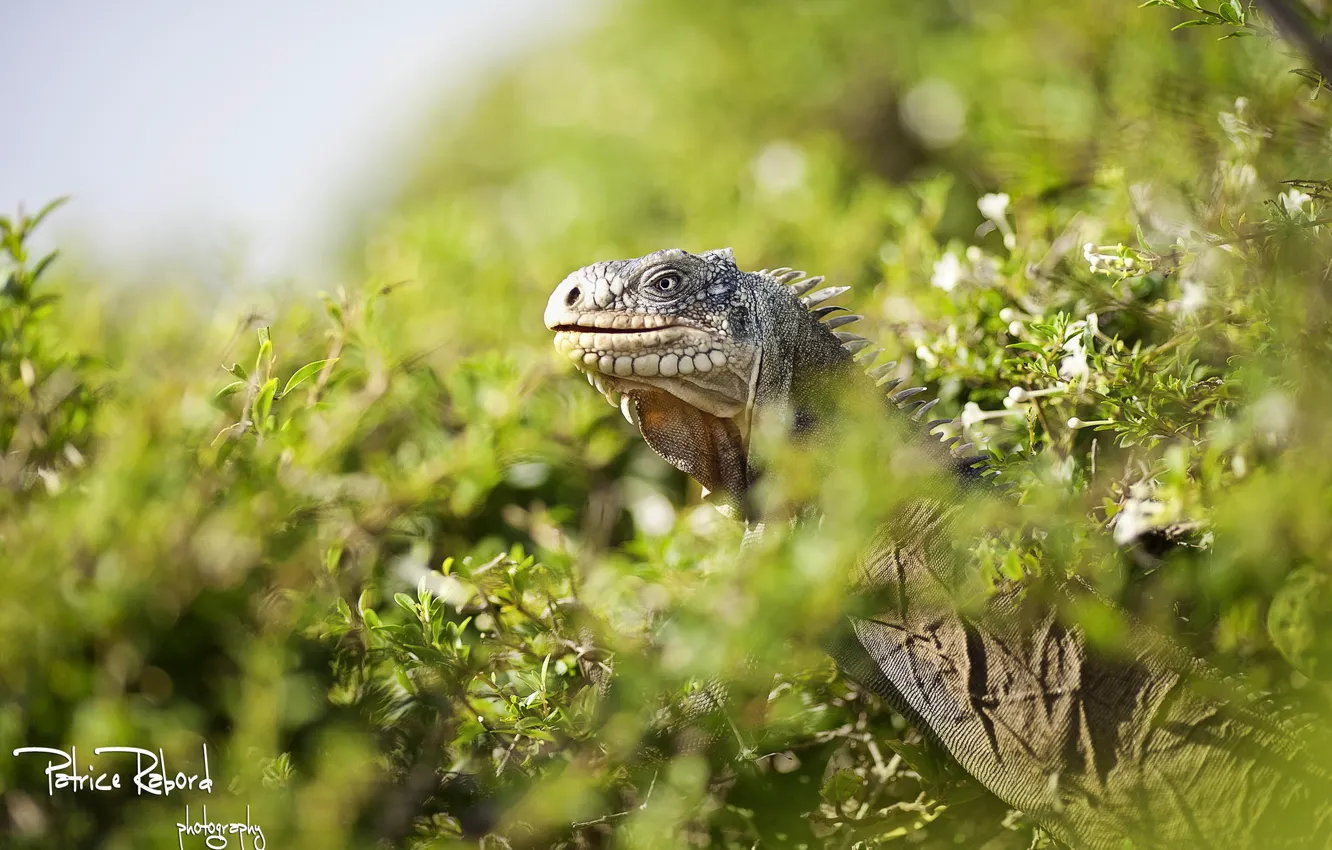 Photo wallpaper nature, plant, predator, lizard