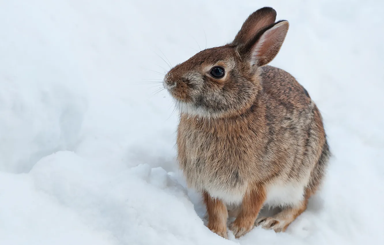 Photo wallpaper winter, snow, hare, rabbit, Bunny, hare