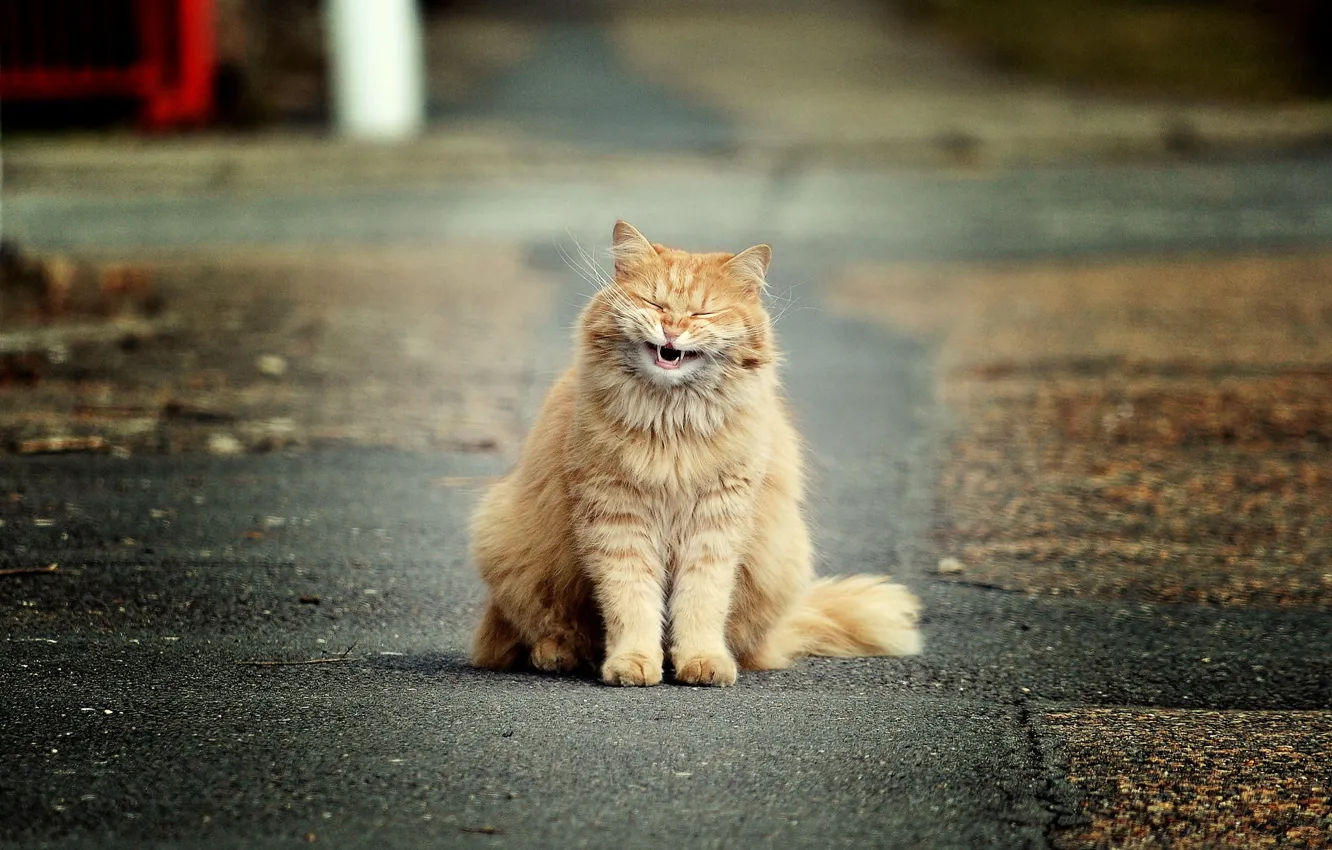 Photo wallpaper cat, asphalt, laughter, fluffy