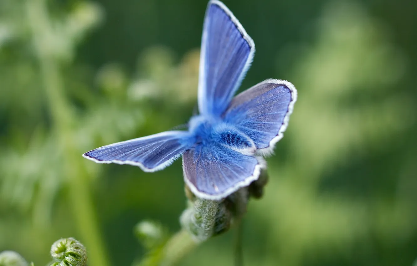 Photo wallpaper blue, butterfly, hairy