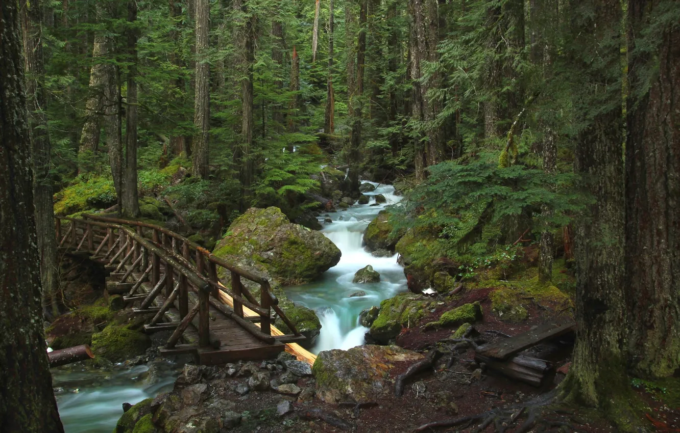 Photo wallpaper forest, trees, bridge, river, stones, thicket